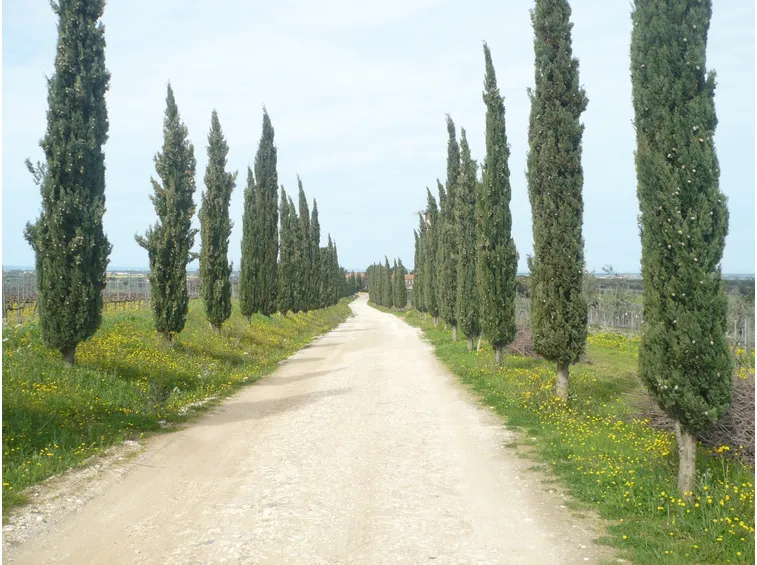 Cupressus sempervirens