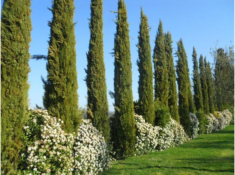 Cupressus sempervirens