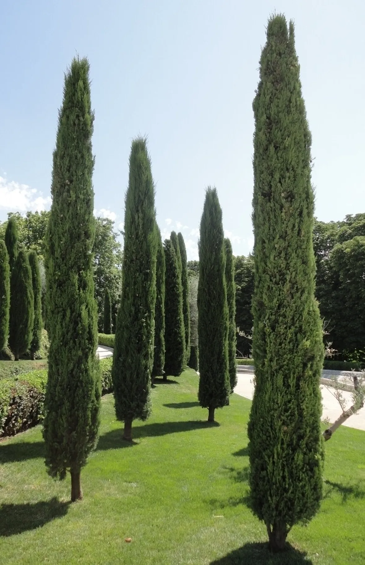 Cupressus sempervirens
