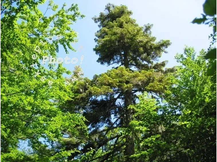 abete in natura