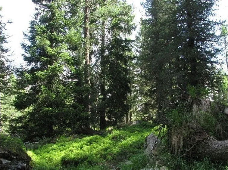 bosco di abeti