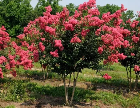 esemplari di Lagerstroemia indica in piena fioritura