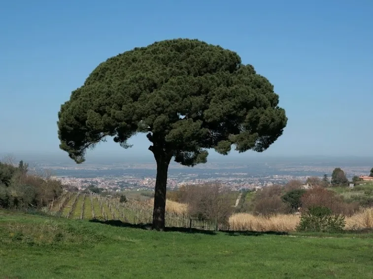 Albero di pino