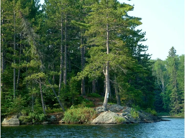 Albero di biancospino