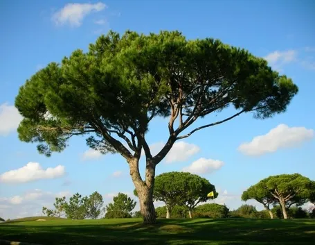 Pino domestico 