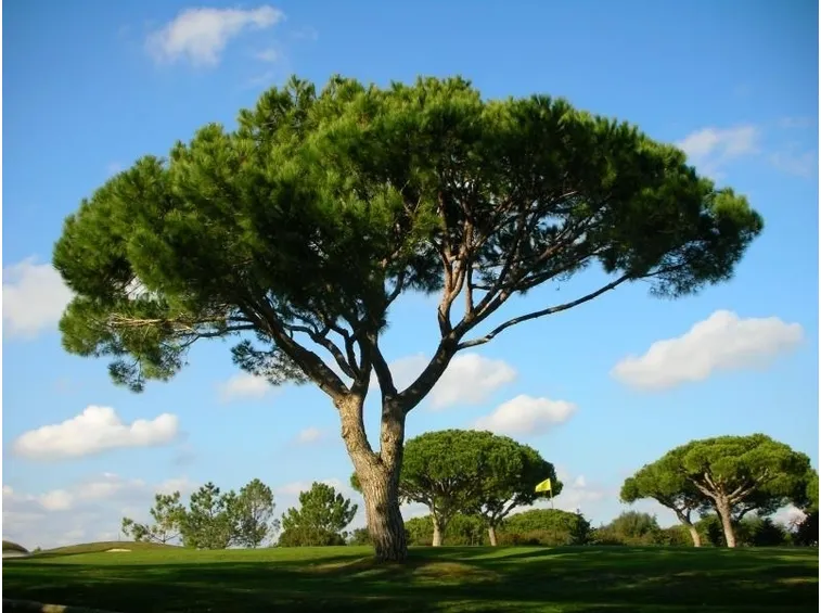 Pino domestico 