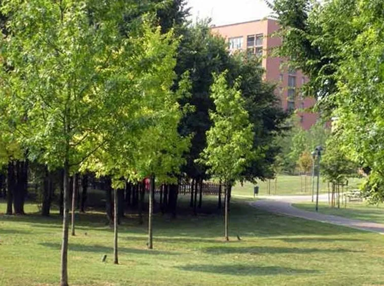 Alberi in città