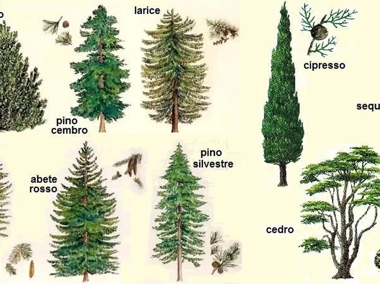 Conifere