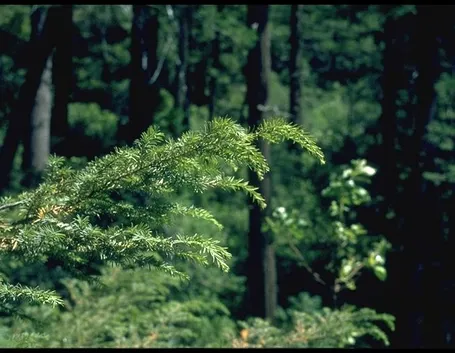 Taxus Brevifolia