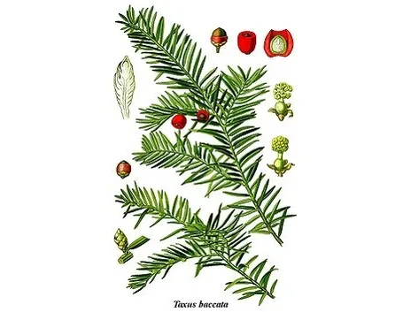 Illustrazione di taxus baccata