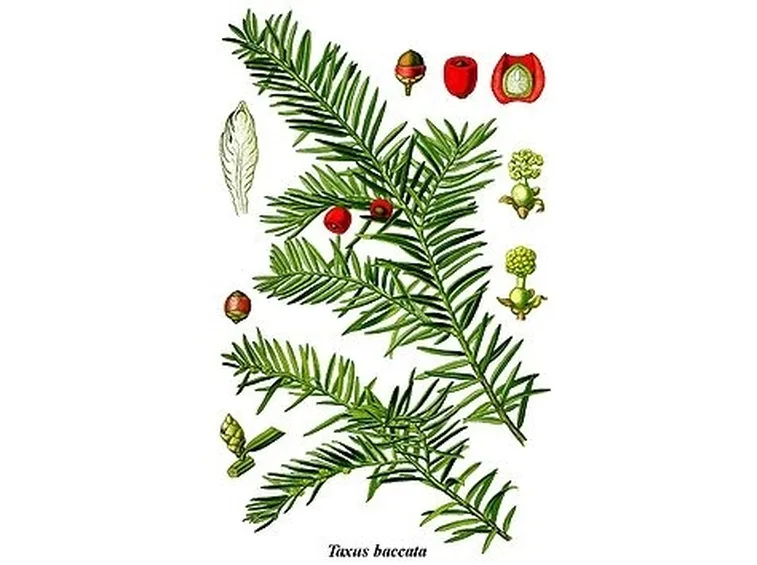 Illustrazione di taxus baccata