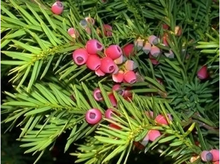 Foglie e semi di taxus baccata