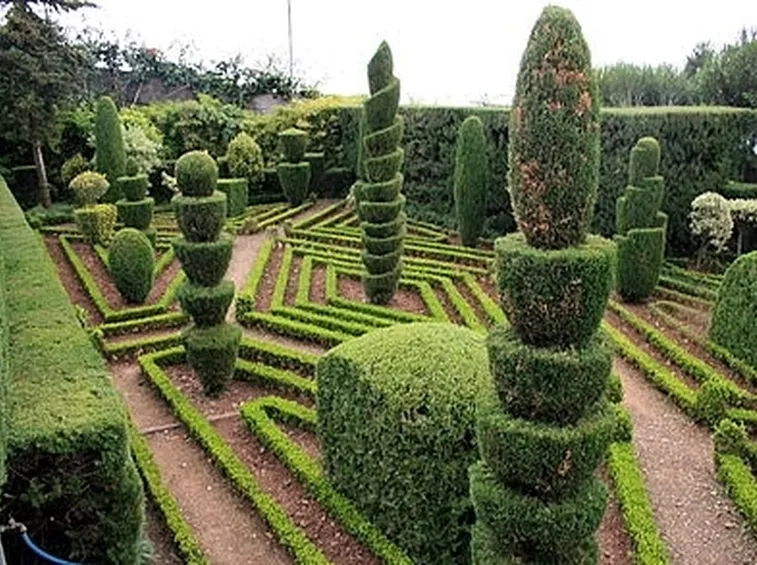 Ars topiaria con piante di taxus baccata