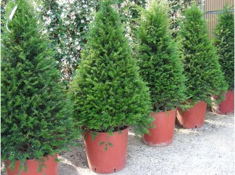 Taxus baccata in vaso