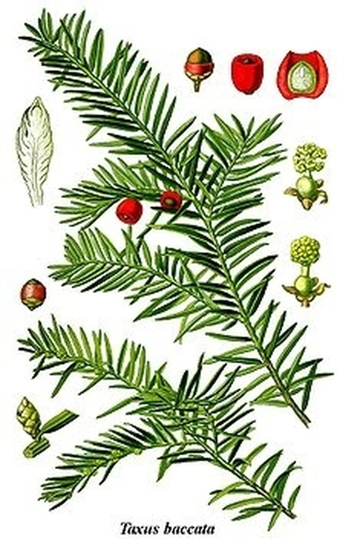 Illustrazione di taxus baccata