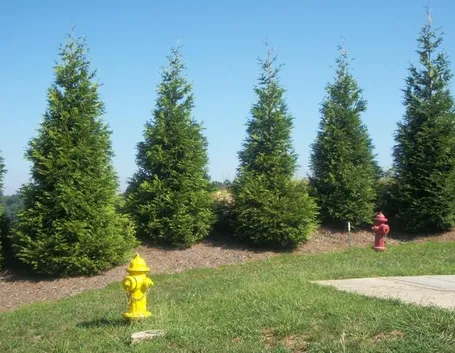 Esemplari di Thuja (Thyia)