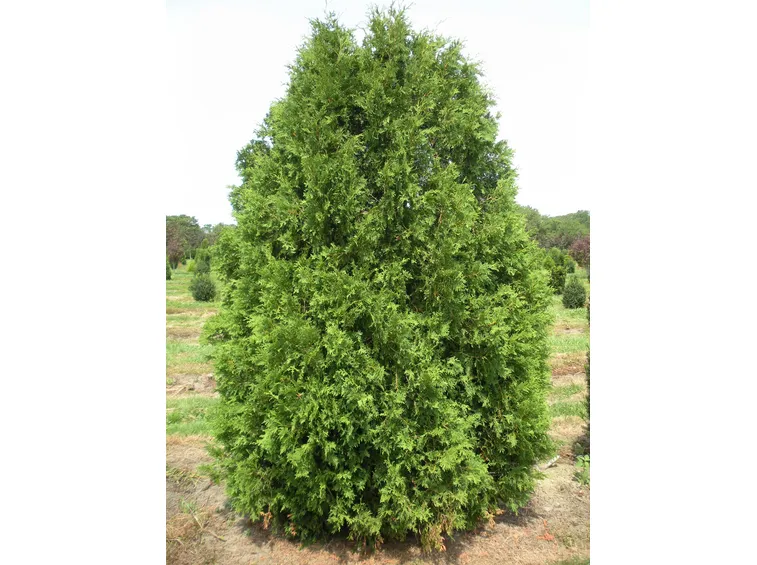 Thuya occidentalis