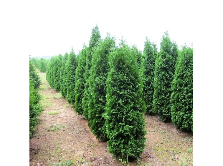 Thuya occidentalis