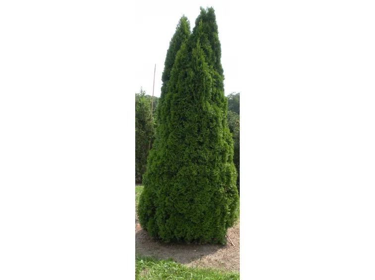 Thuya occidentalis