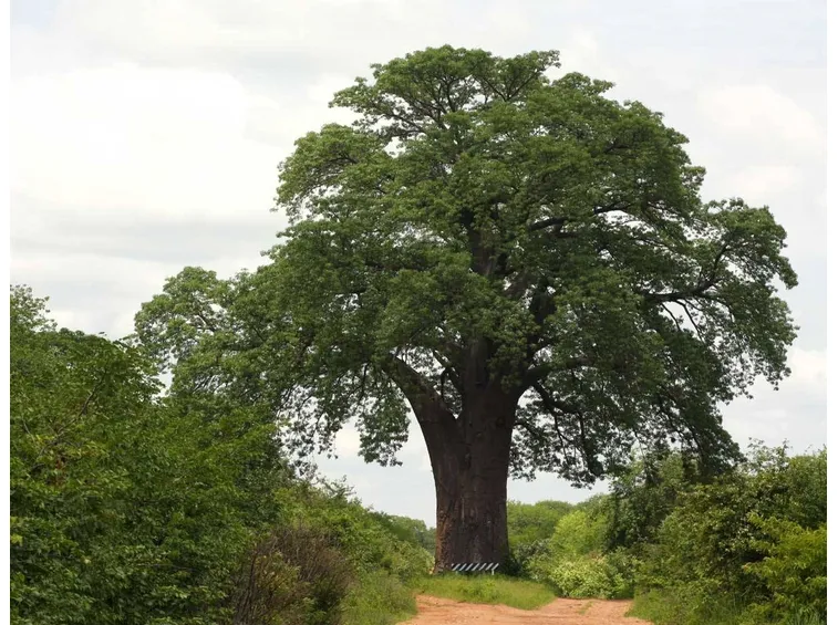 Grande esemplare di baobab