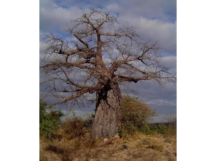 Adansonia digitata