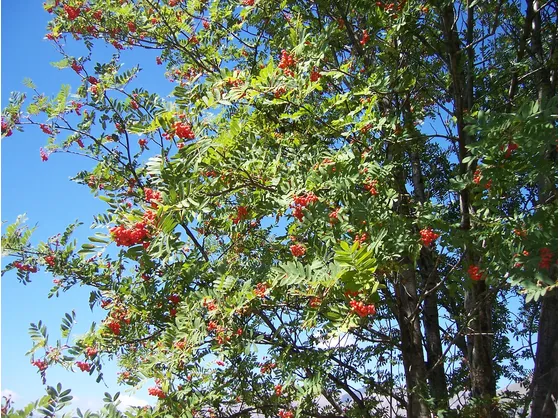 Esemplare di Sorbus aucuparia