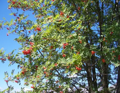 Esemplare di Sorbus aucuparia