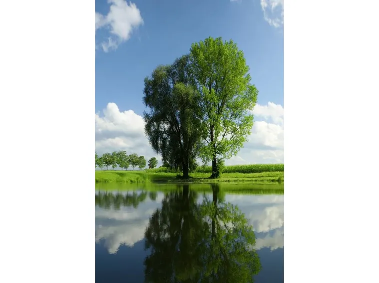 Alberi latifoglie ad alto fusto