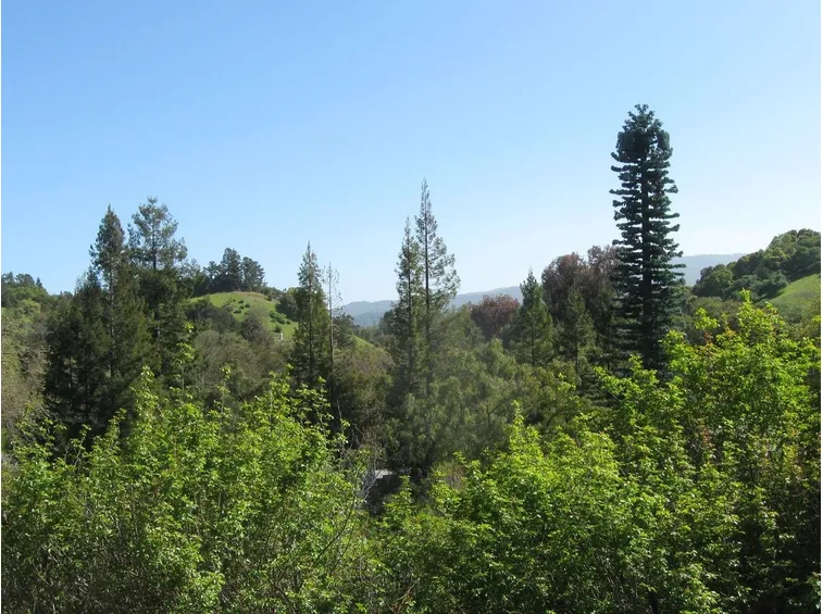 Alberi secolari ad alto fusto