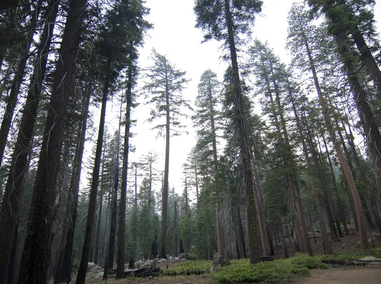 Una foresta di sequoie