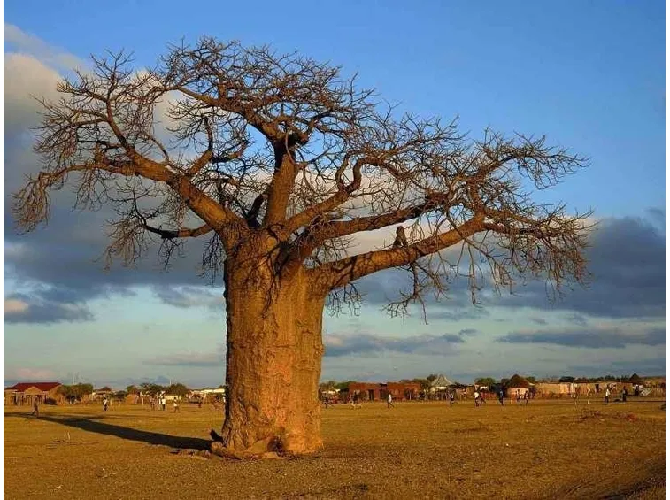 Esemplare di baobab