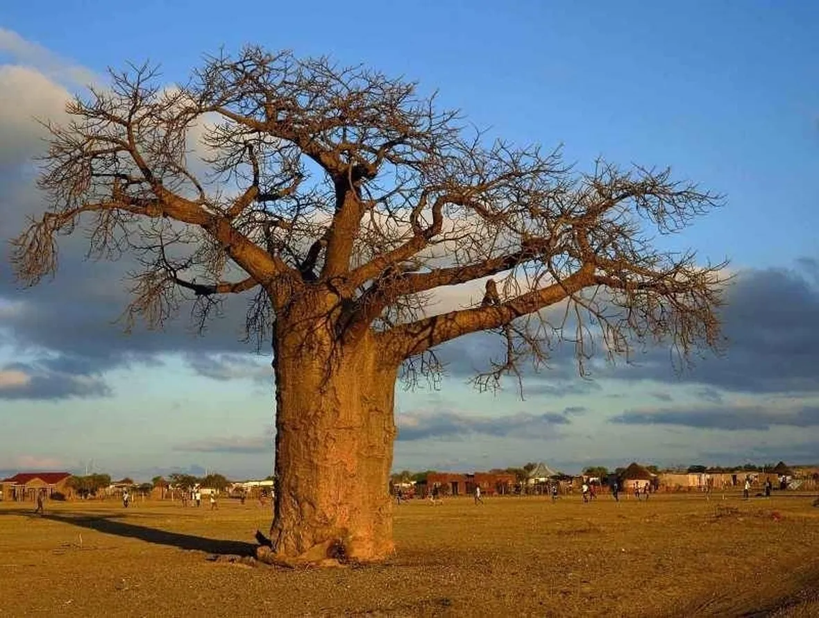 Esemplare di baobab