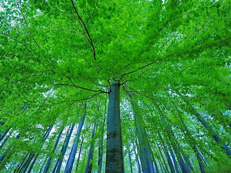 Albero di faggio