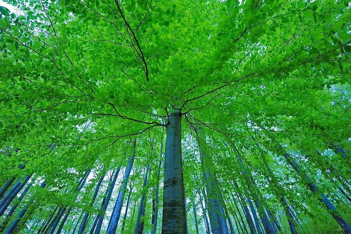 Albero di faggio