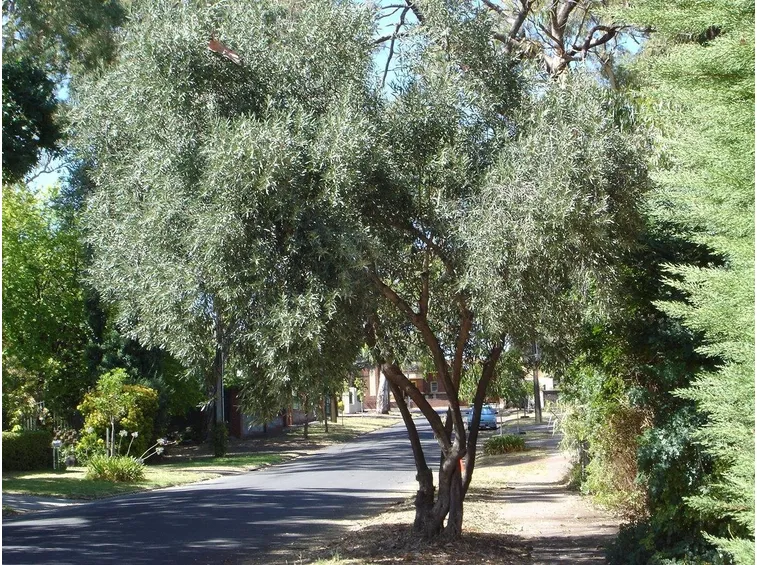 Sempreverde antichissimo: l'olivo