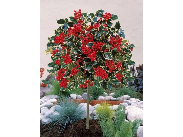 Un piccolo albero di Agrifoglio