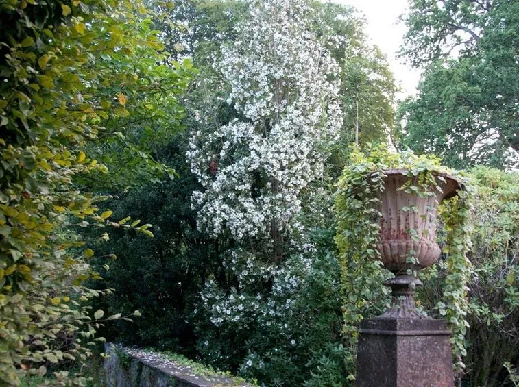 Una fantastica Eucryphia