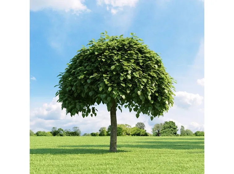 Catalpa
