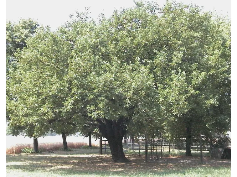 Frassino maggiore