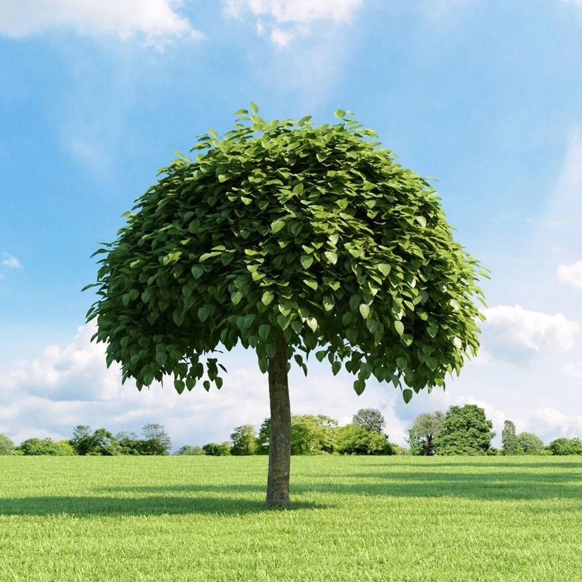 Catalpa