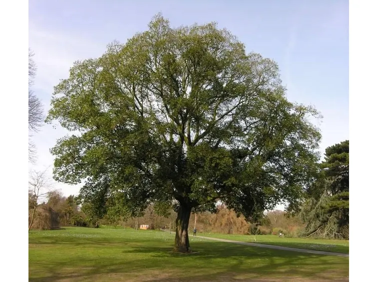 L'elegante Quercus turneri