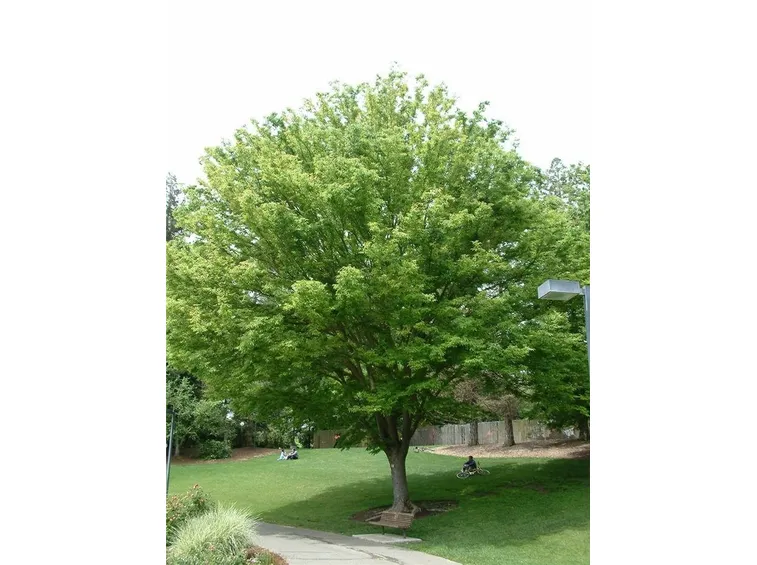 In giardino, sotto la Zelkova