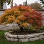 Quanto spazio serve davvero a un albero dal fogliame autunnale