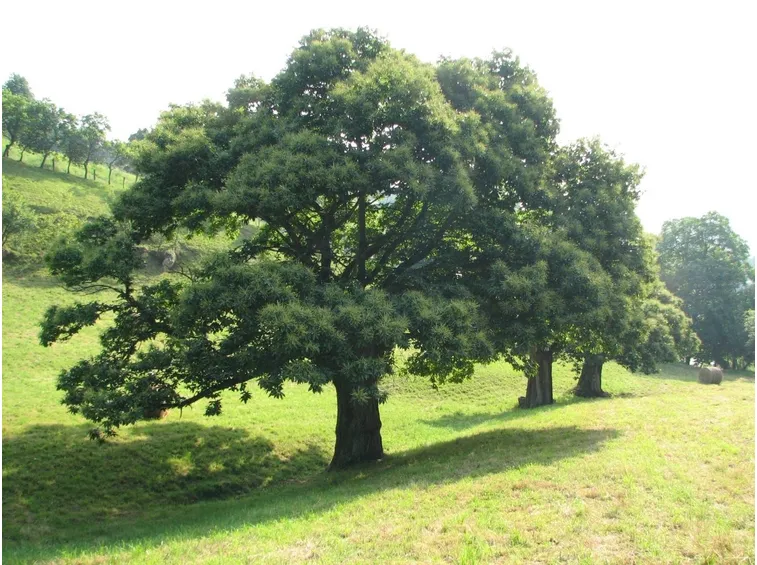 Esemplare di castagno