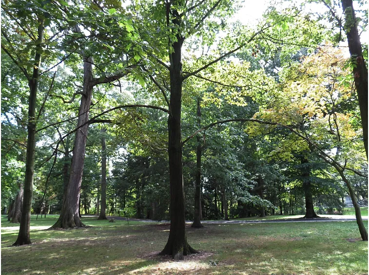 Foresta di alberi ad alto fusto