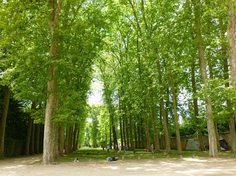 Viale costeggiato da Platani