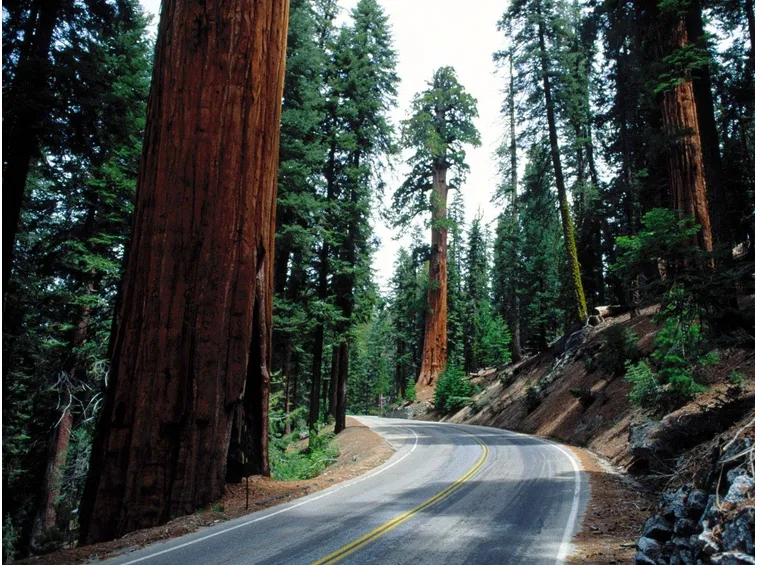 Parco Nazionale di Redwood, ricco di Sequoie