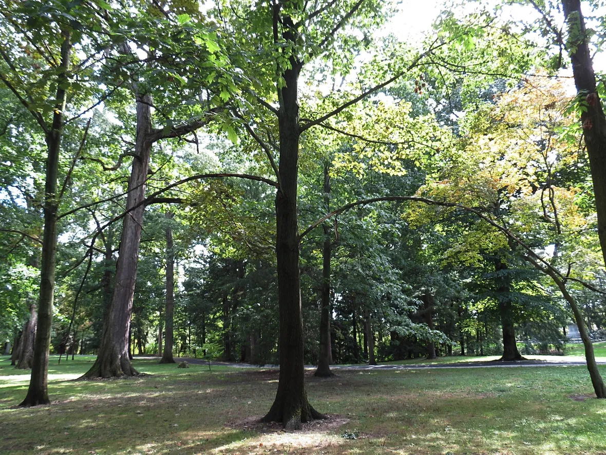 Foresta di alberi ad alto fusto
