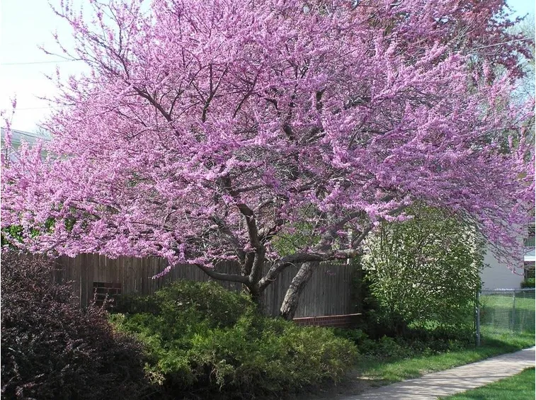 Albero giapponese