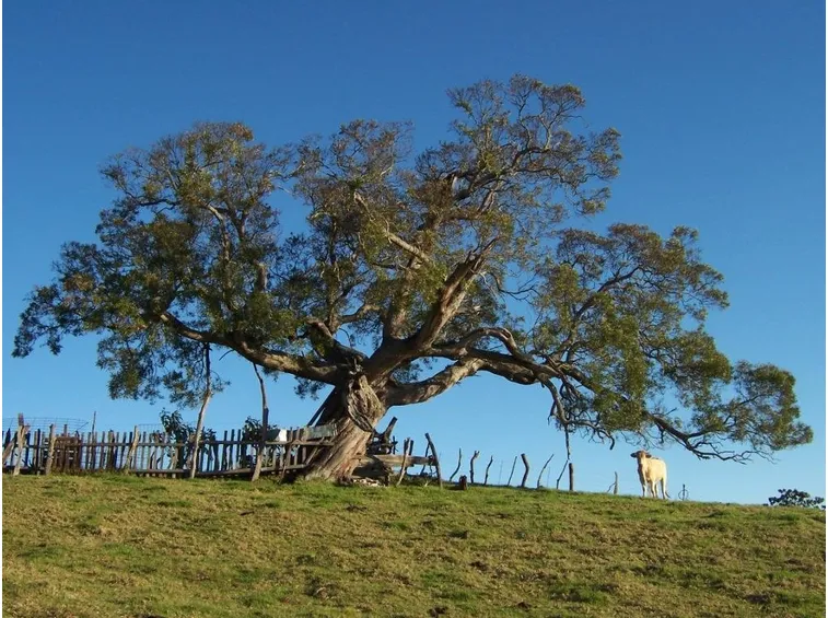 Albero di Acacia